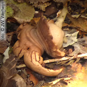 Geastrum triplex